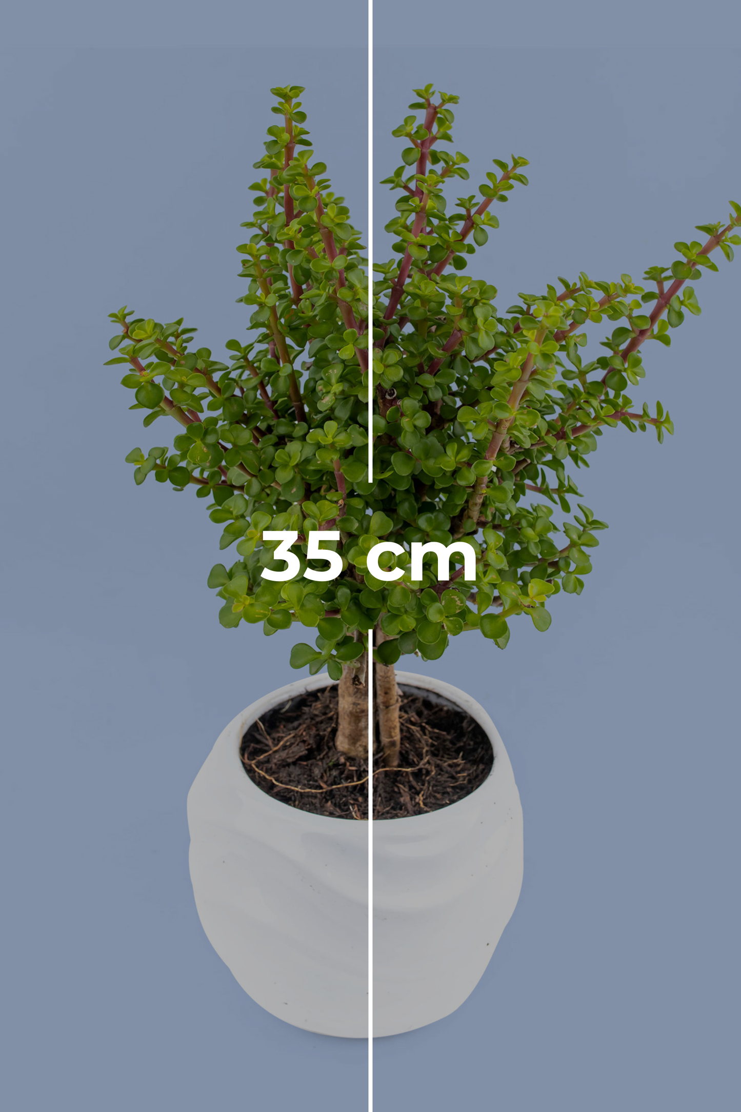 Árbol de la Abundancia Planta