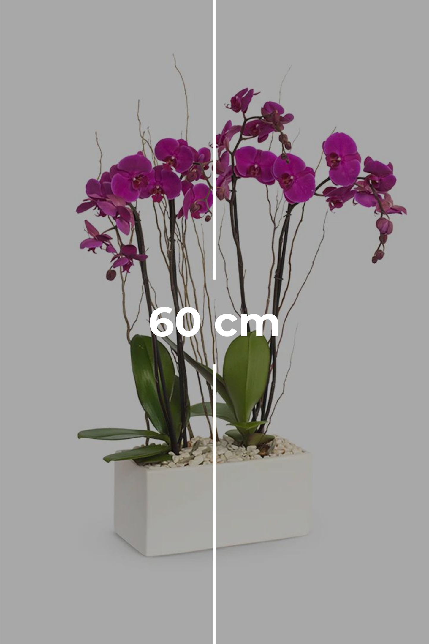 All My Love // Purple Orchid