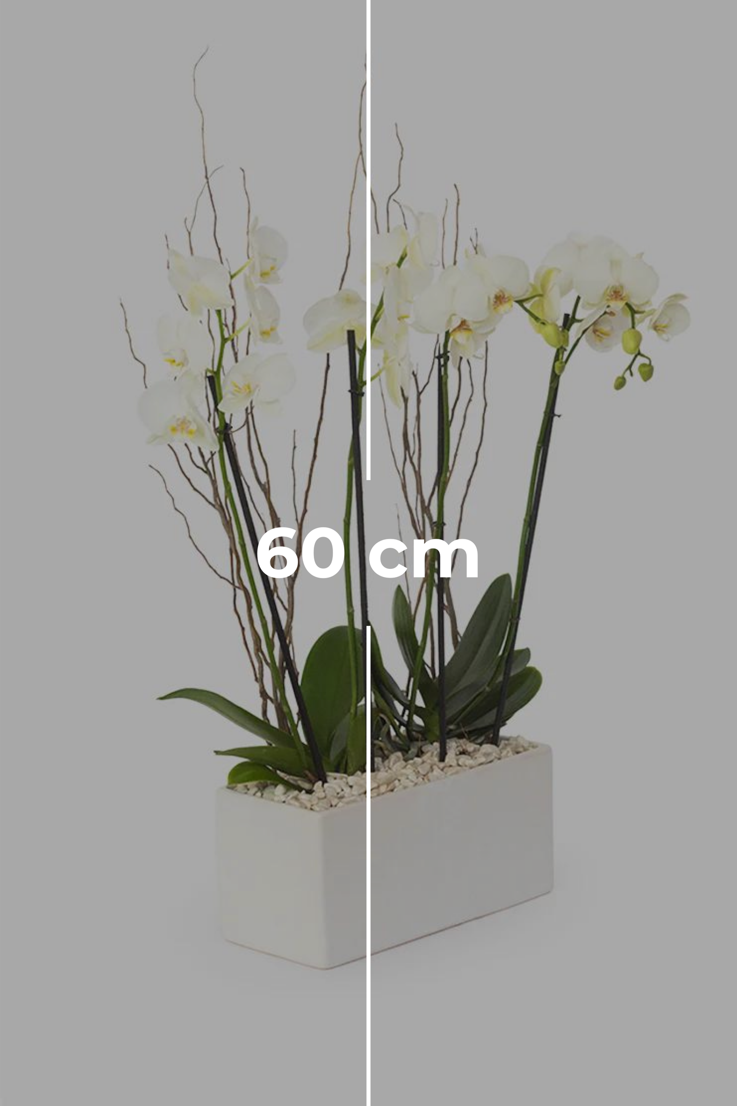 Todo Mi Cariño - Orquídea Blanca con Foto Personalizada