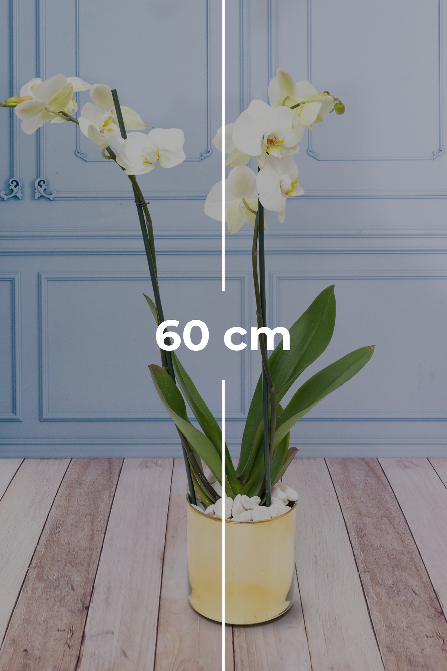 White Orchid - Golden Pot