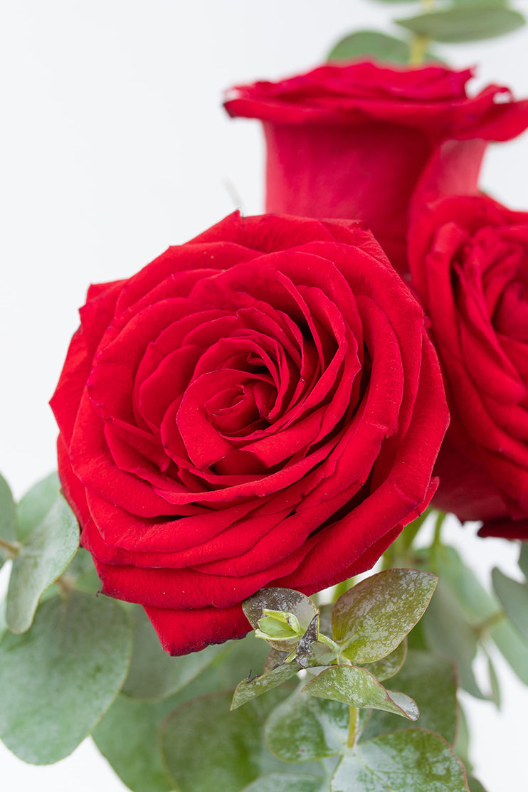 Bella / Tres Rosas Rojas CUL