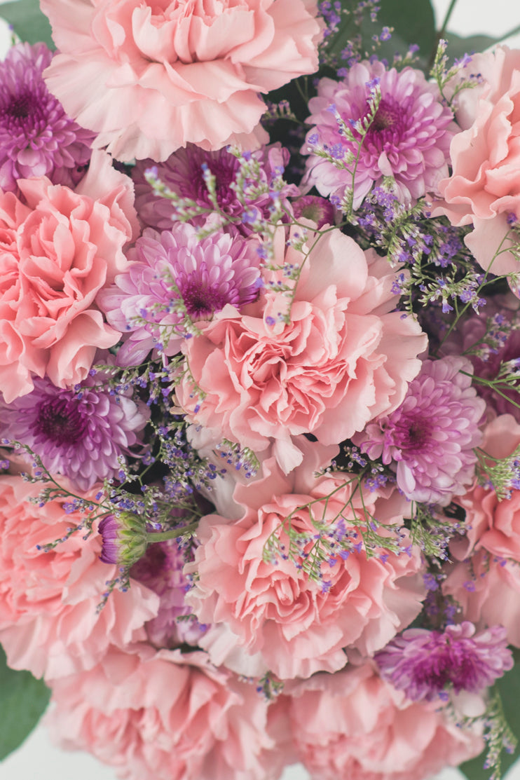 Campo de Claveles - Flores QRO