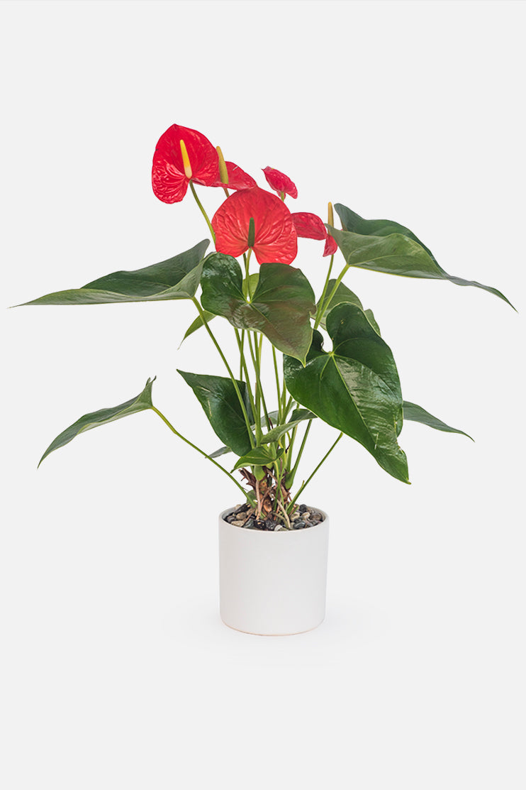 Anturio - Planta CUL