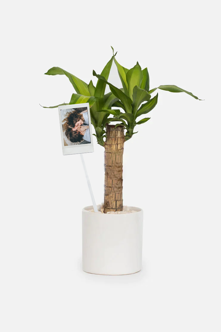 Día de Suerte - Palo de Brasil con Foto Personalizada