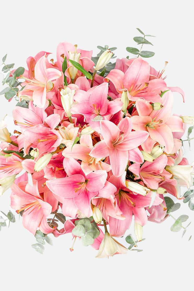 Las Brisas // Lilium Rosa