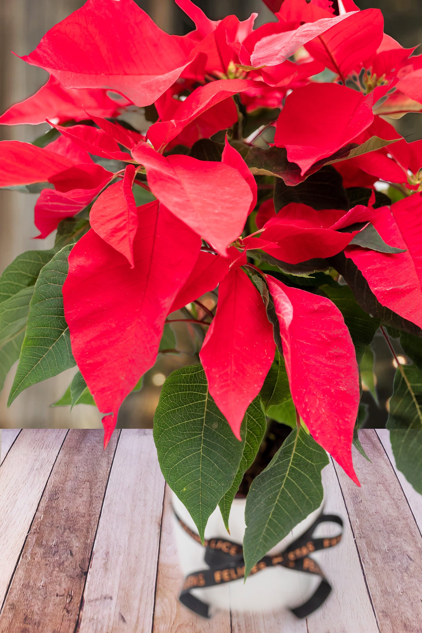 Christmas Eve - Plant