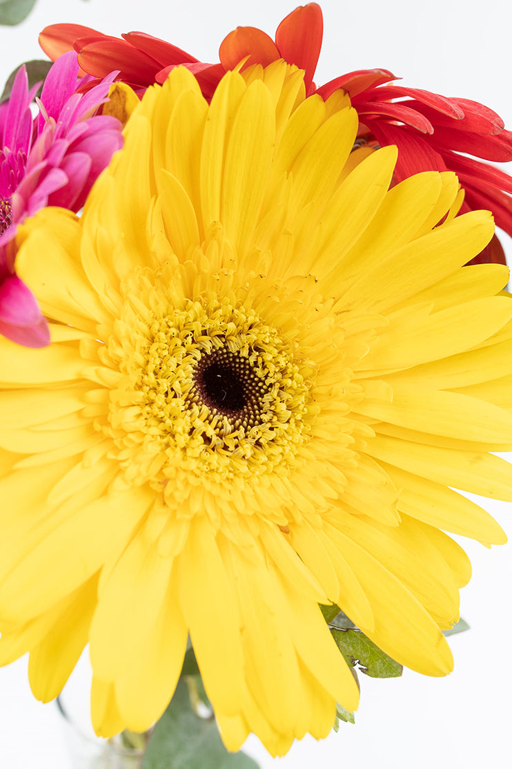 Little Rainbow // Colorful Gerbera