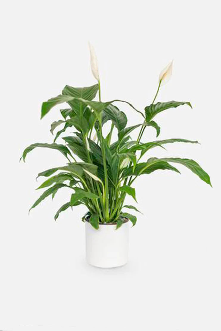 Cuna de Moises - Planta