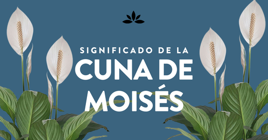 Significado de la Cuna de Moises