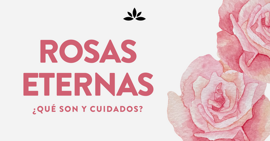 Rosas Eternas. ¿Qué son? y sus Cuidados.