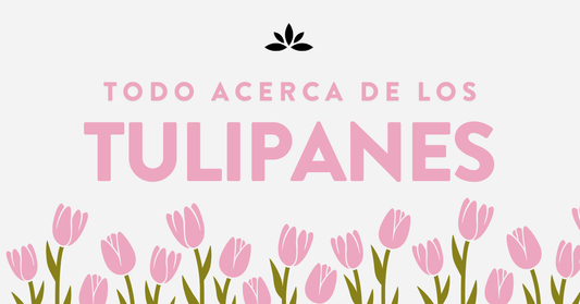 Todo Acerca de los Tulipanes
