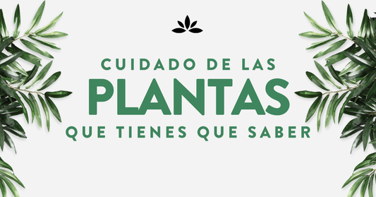 Cuidado de las Plantas que Necesitas de Saber