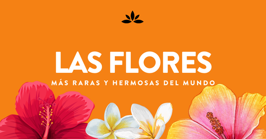 Las Flores mas Raras y Hermosas del Mundo