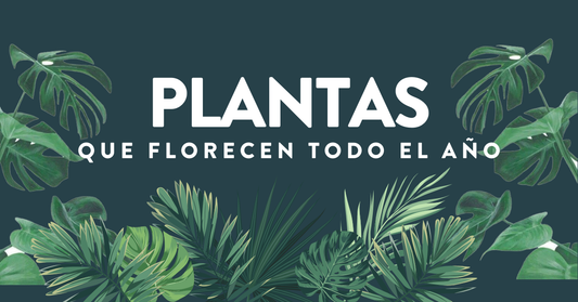 Plantas que Florecen todo el Año