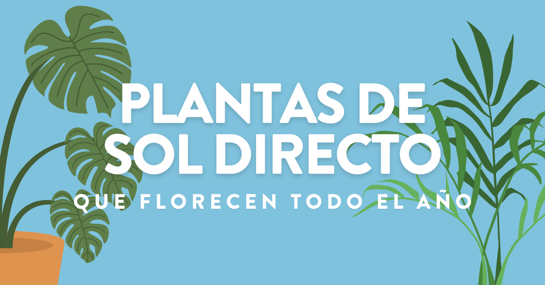 Plantas de Sol Directo que Florecen todo el Año