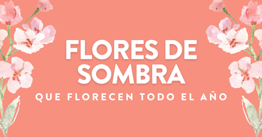 Flores de Sombra que Florecen todo el Año