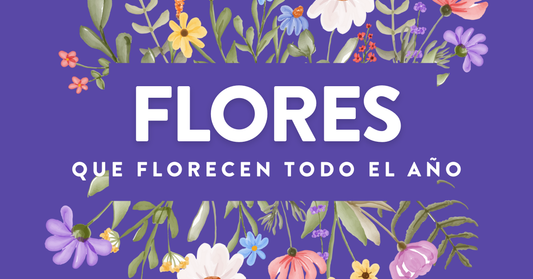 Flores que Florecen Todo el años