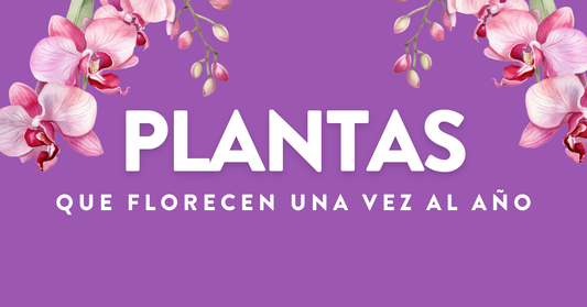 Plantas que Florecen una vez al Año