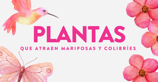 Plantas que Atraen a las Mariposas y Colibríes