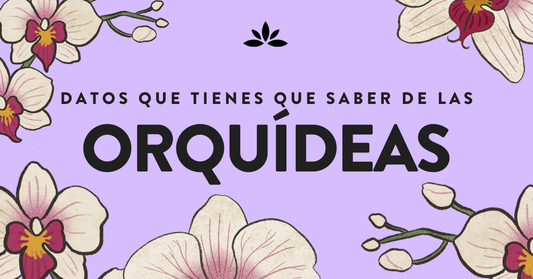 Datos Interesantes de las Orquídeas