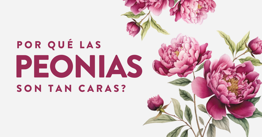 Porque las Peonías son tan Caras