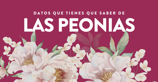 Datos que tienes que saber de las Peonias