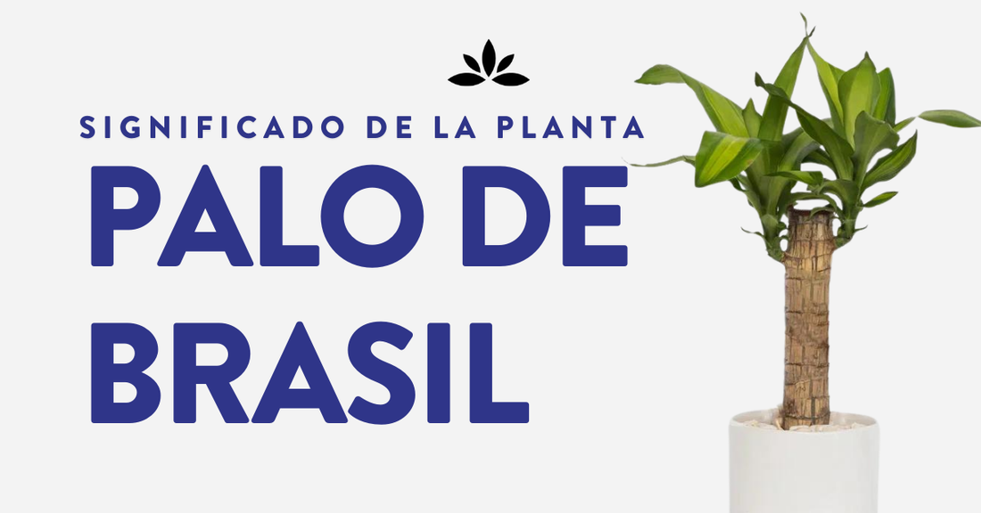 Significado de la Planta Palo de Brasil