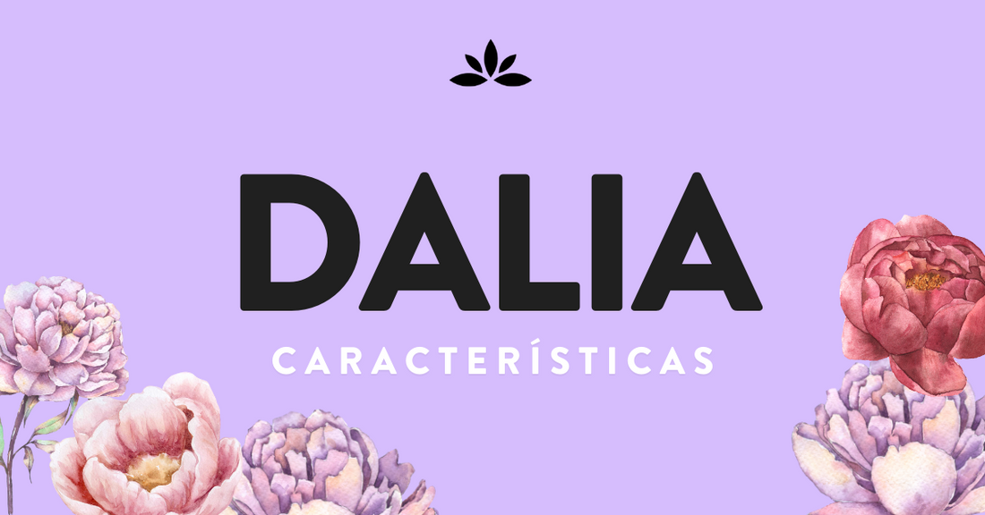 Dalia Flor Características