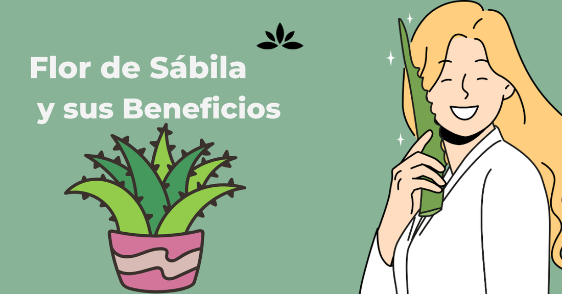 Flor de Sábila y sus Beneficios