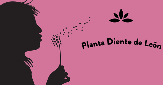 Planta Diente de León