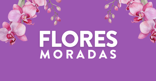 flores moradas