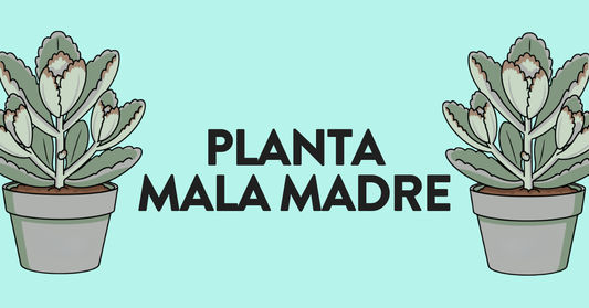planta mala madre