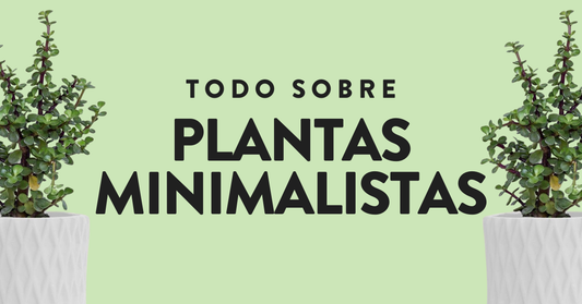 plantas minimalistas