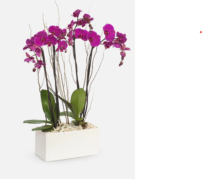 Enviar Orquídeas a Domicilio en Tuxtla Gutiérrez