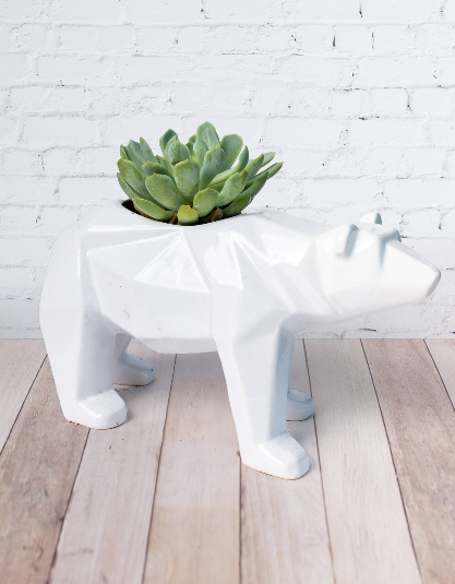 Enviar Plantas a Domicilio
