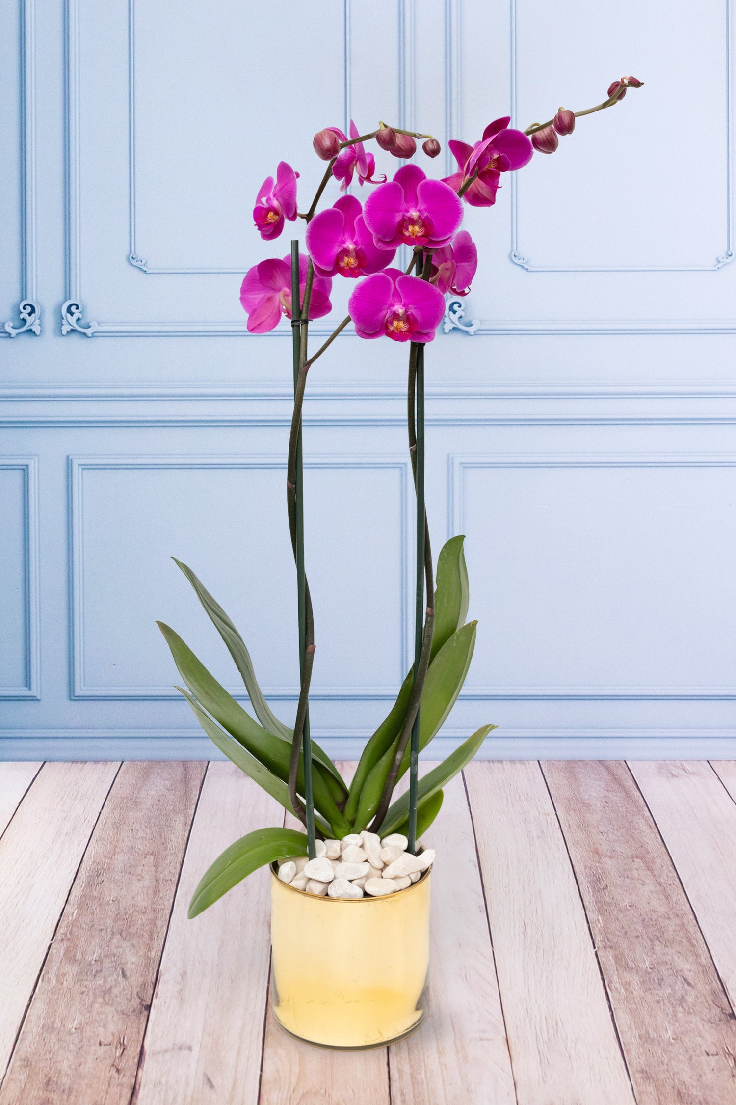 Orquídeas a Domicilio en GDL