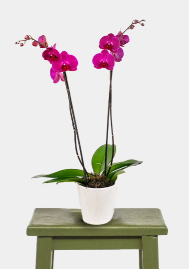 Orquídeas a Domicilio en Cancún
