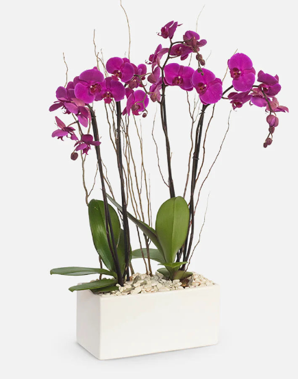Orquídeas a Domicilio en CDMX
