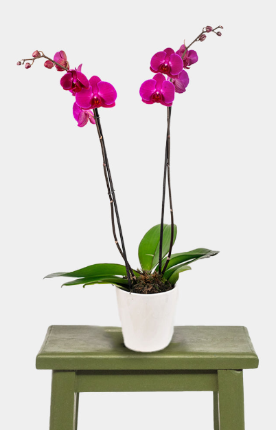 Plantas a Domicilio en Guadalajara