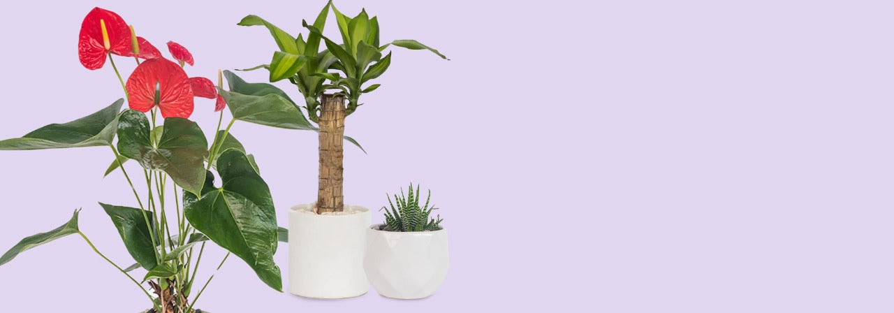 Plantas a domicilio Baja California
