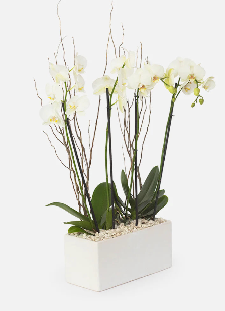 Orquídeas a Domicilio en Guadalajara