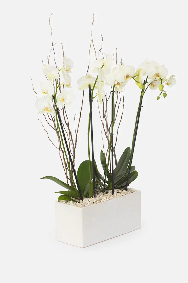 Orquídeas a Domicilio en Tlaquepaque
