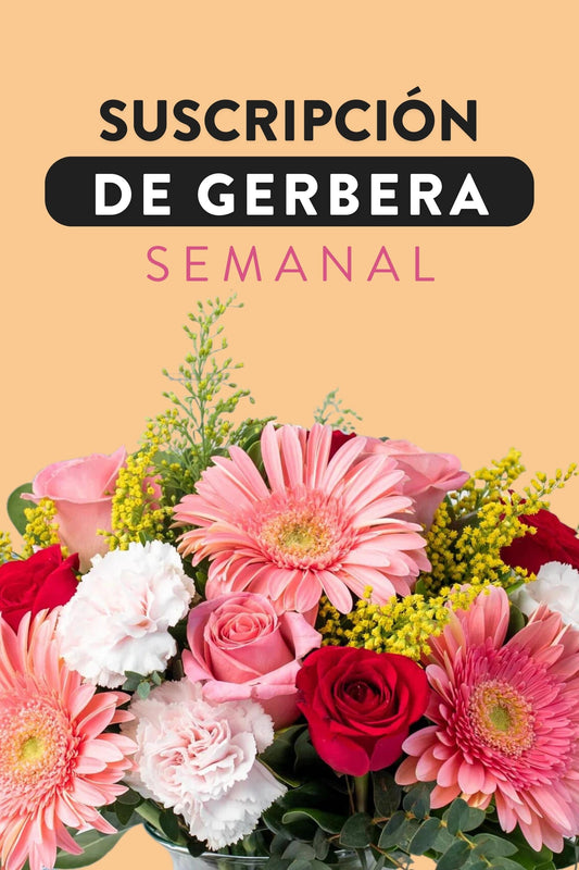 Suscripción de Gerberas / Semanal TUXTLA