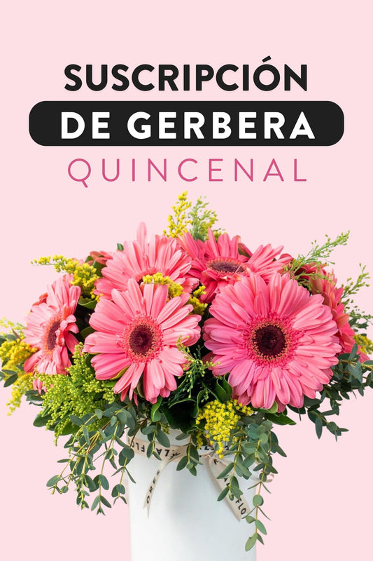 Suscripción de Gerberas / Quincenal PTO. ESCOND.