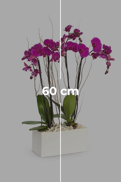 Todo Mi Cariño SV - Orquídea Morada GDL