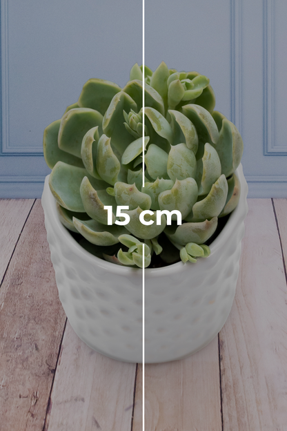 Succulent - Chapeton Cylinder