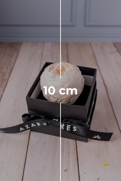 Peonia Eterna MOM - En Caja Cun