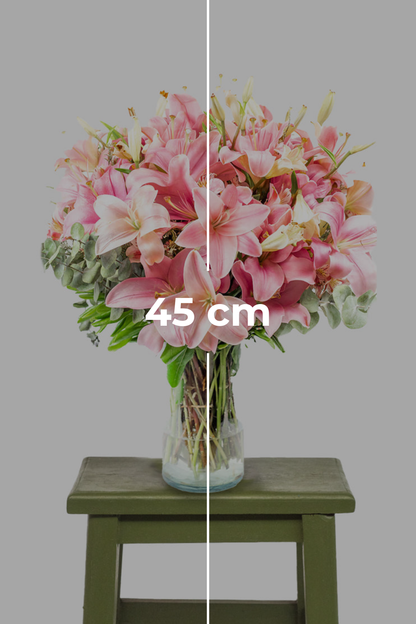 Pantera Rosa / Lilium Rosa CUL