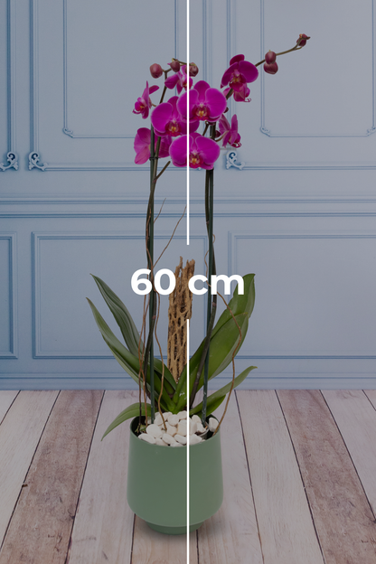 Purple Orchid - Green Pot, Curly Stems and Skeleton