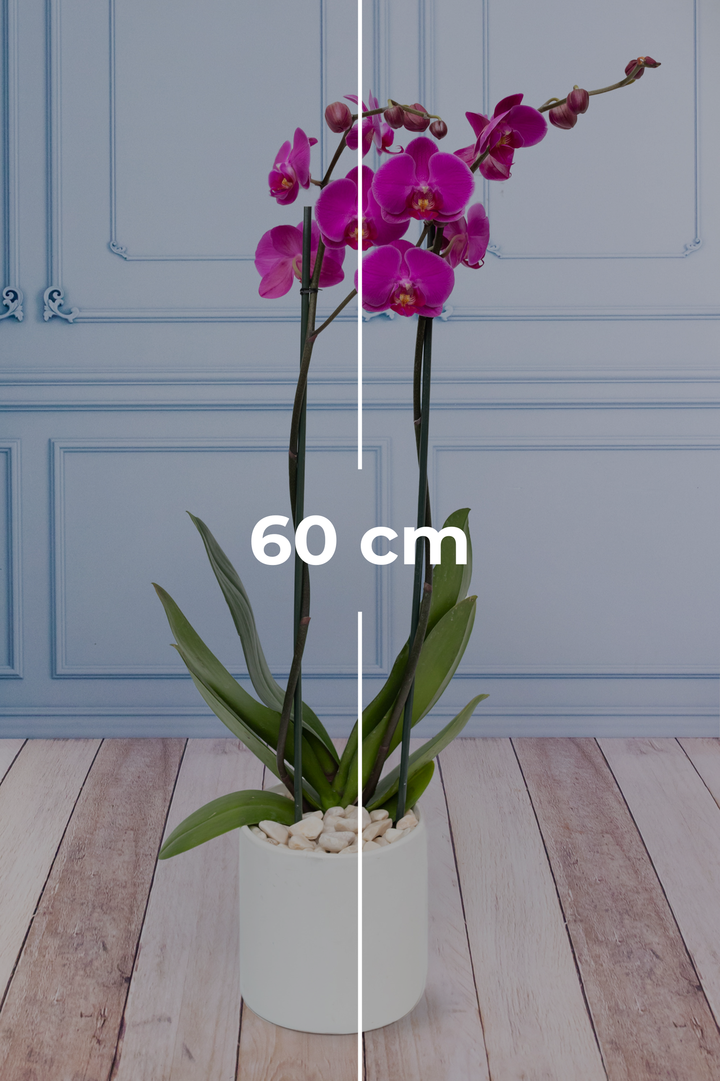 Purple Orchid - White Pot LEON